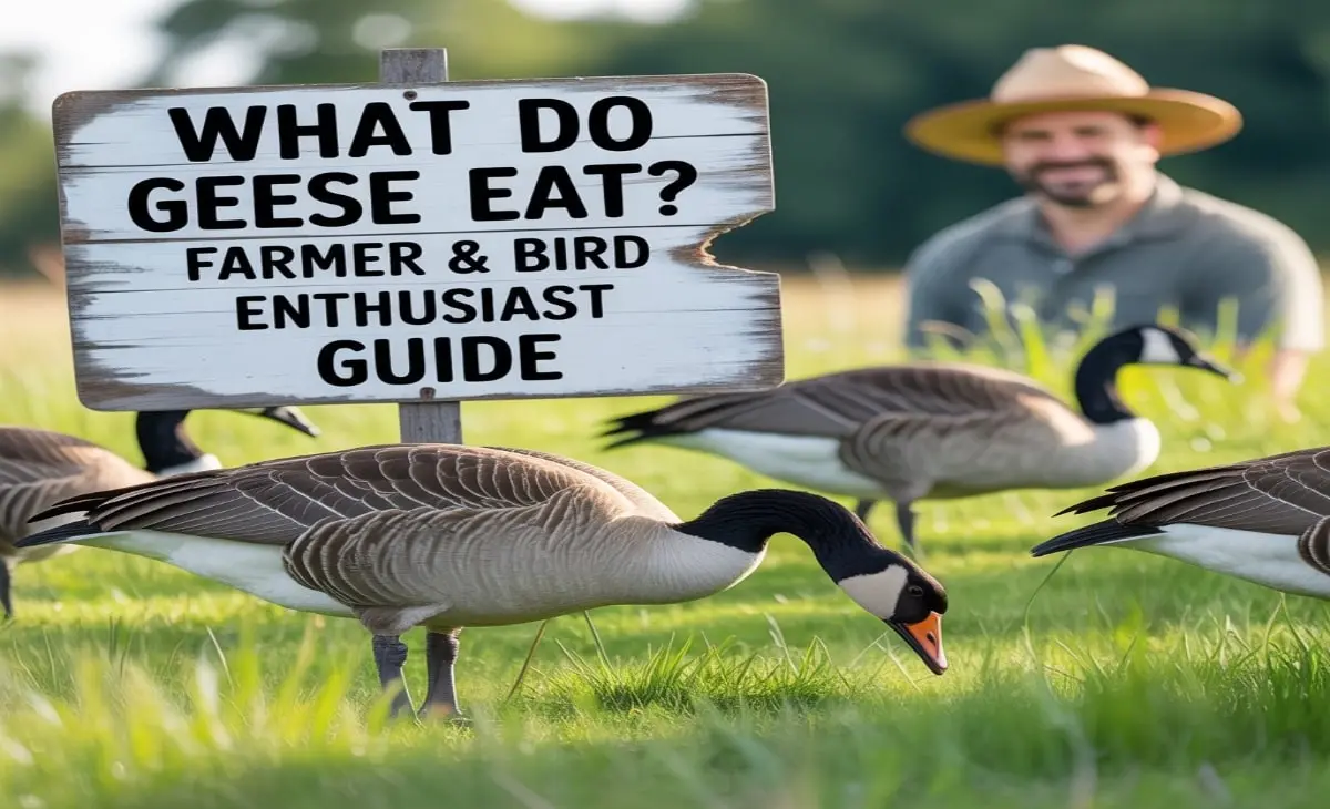 what do geese eat​